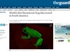 Учени откриха първата в света флуоресцентна жаба
