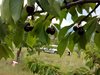 Жандармерия ще пази черешовите масиви в Кюстендилско
