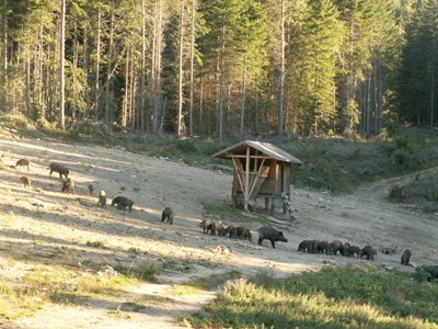 This year, the sight of an entire herd of wild boar will be a rarity.