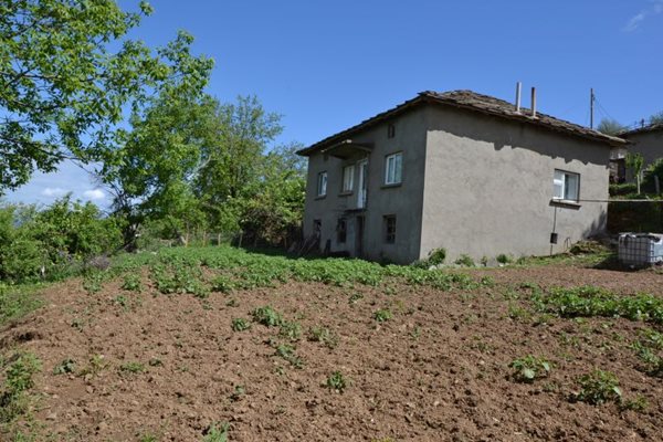 Диви прасета са унищожили половината градина с картофи в центъра на селото.