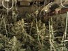 2500 лв. глоба плаща 22-годишен фермер на марихуана от Карлово, отглеждал 27 растения