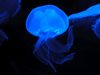 Отровни медузи от Червено море стигнаха до Средиземноморието