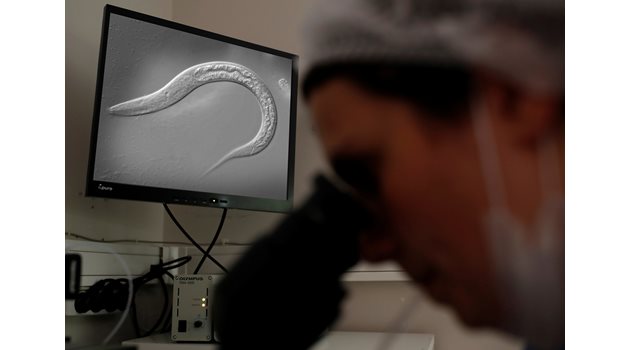  Инсулиновите и ТОR-пътищата на C.elegans разкриха пътя към живота над 100 години. 