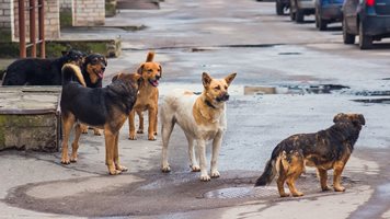 Броят бездомните кучета и котки в Пловдив