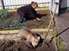 Виж как мече сади картофи със стопанката си в Сибир (видео)