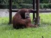 Искат арест за мъж, дал цигара на орангутан в индонезийска зоологическа градина (Снимки+Видео)