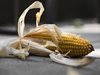 Учени твърдят, че генномодифицираната царевица е полезна за здравето