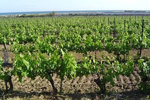 Растителната защита през юни е от важно значение за бъдещата гроздова реколта