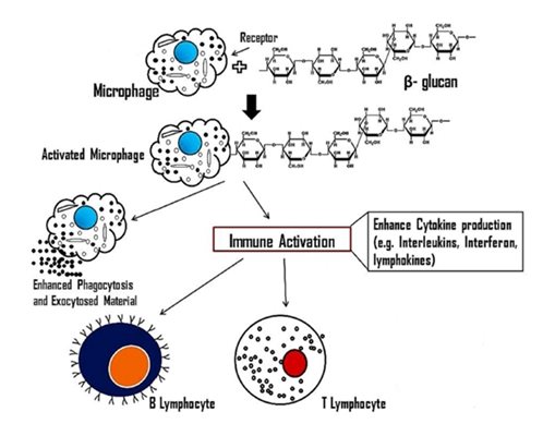 Механизъм на гъбените полизахариди за активация на имунния отговор