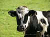 Oт 12 септември се приемат заявления за намаляване на произведеното краве мляко

