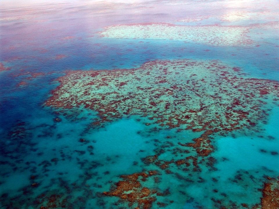 Предлагат Големият бариерен риф да бъде включен в застрашеното световно наследство