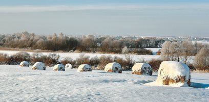 Пшеницата ще зимува в различни фенологични фази