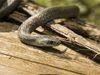Змия пропълзя в училищен двор в Смолян