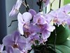Домашни рецепти за борба с вредителите по орхидеите