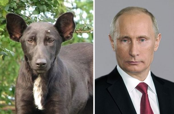 Куче като Владимир Путин