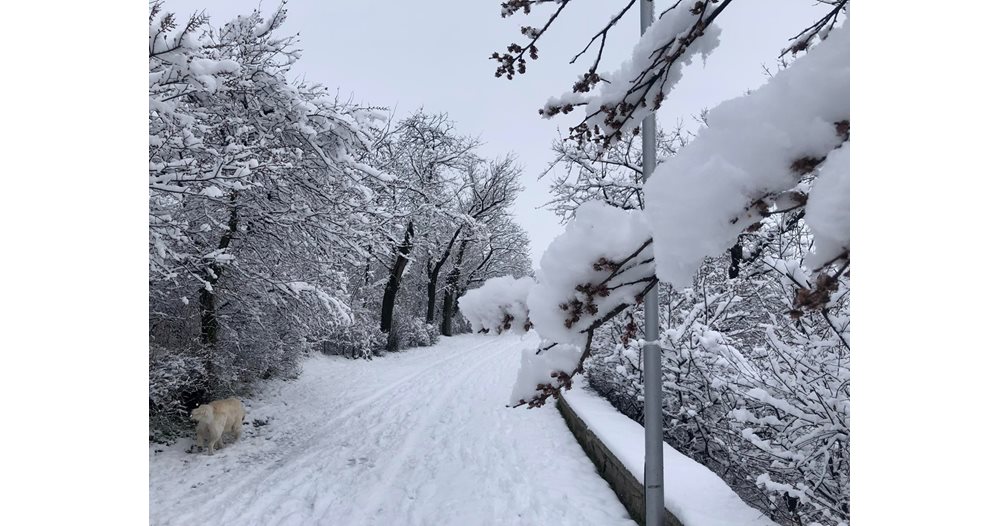 Et snøladet tre falt på en bil, et 14 år gammelt barn døde.