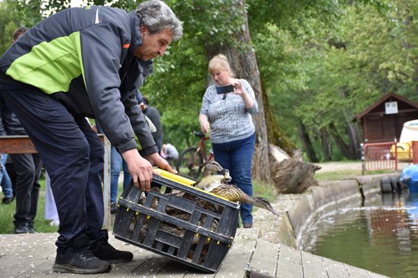 40 нови полудиви зеленоглави патици бяха пуснати в езерото на парк „Бачиново" в Благоевград.