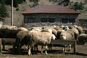 Представители на животновъдни организации апелират да не се политизира случаят със стадото във Велинград.
Снимка: Архив