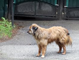 Бездомно куче

СНИМКИ: НИКОЛАЙ ЛИТОВ