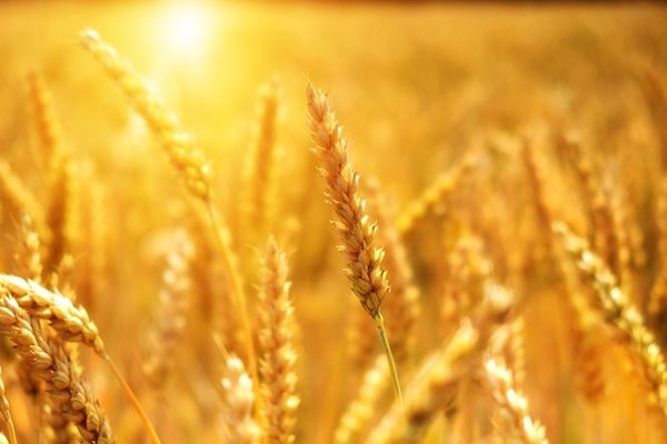 Полша и Унгария забраниха вноса на украинско зърно.
СНИМКА: Pixabay