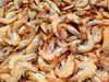 Нишовият пазар на скариди в Европа се надява на подем