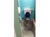 Кенгуру похапва тоалетна хартия (видео)