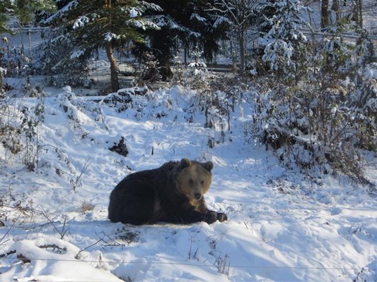 Рядко някой от обитателите на мечия парк не спи зимен сън.