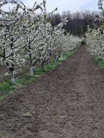 Чести валежи през април ще подобрят състоянието на пшеницата и ечемика