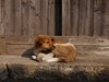 Разследва се смъртта на 9 кучета в Исперих