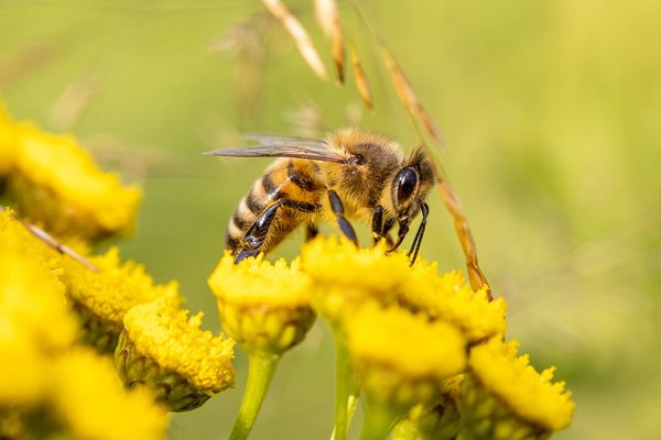 Българската агенция по безопасност на храните кани пчеларските сдружения за събеседване по проблемите на сектор "Пчеларство".