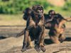 Правителството на САЩ изхарчило милиони по проучвания на маймуни
