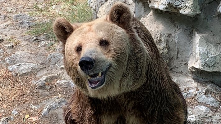 Най-възрастната мечка навърши 35 години, Свобода проспа празника си