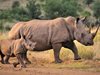 499 носорога са станали жертва на бракониерството в Африка през 2023 г.