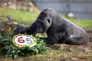 ЧРД, Фату! Най-старата 
горила чукна 65 
(снимки от тържеството)