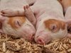 България получи статут на държава, свободна от класическата чума по свинете