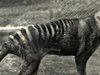 Зоолози ще търсят изчезналия тасманийски тигър
