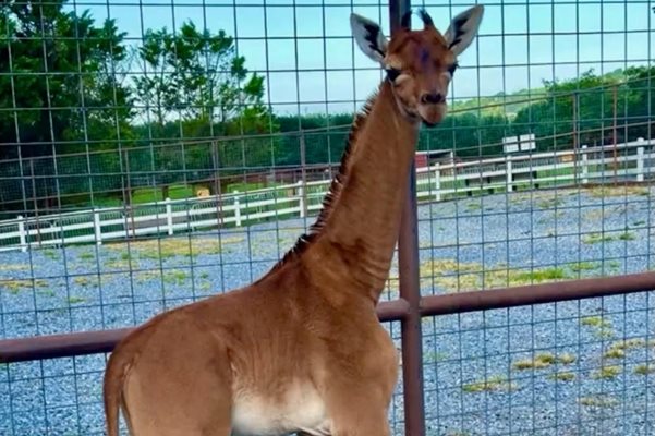 Жираф без петна се роди в Тенеси (Снимки)