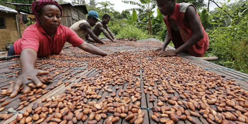 Какаовите зърна също минават през процес на сушене и ферментация, преди да се превърнат в любимия шоколад.