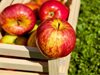 Консумацията на сирене и ябълки 
предпазва от появата на диабет тип 2