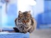 Лекарства срещу COVID-19 ще бъдат давани на котки в Кипър