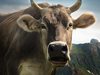 Спорът за рогата на швейцарските крави влиза в парламента