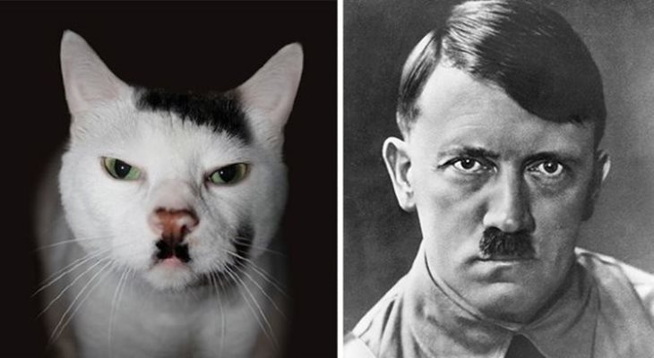 Котка като Адолф Хитлер