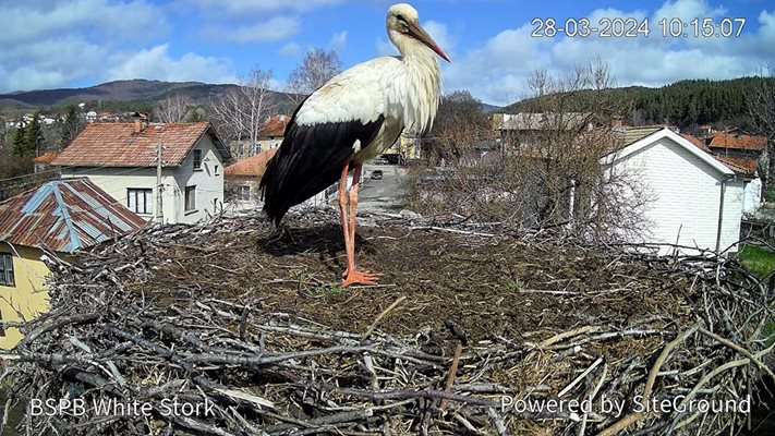 Сериозно увеличение на гнездящи двойки има в област Пловдив - 667.