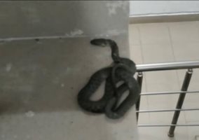 Змия стресна жителите в столичен блок, няма кой да я изнесе