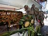 Пиршество за маймуните в Тайланд (снимки, видео)