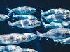 Учени проследиха движението на рибите по оставената във водата ДНК