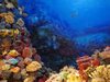 Киселинността на океаните е заплаха за кораловите рифове