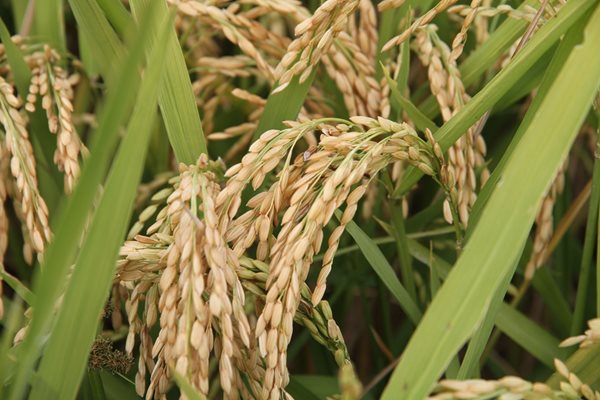 Българският пазар е залят от ориз, който идва от Виетнам и Мианмар.
СНИМКА: PIXABAY