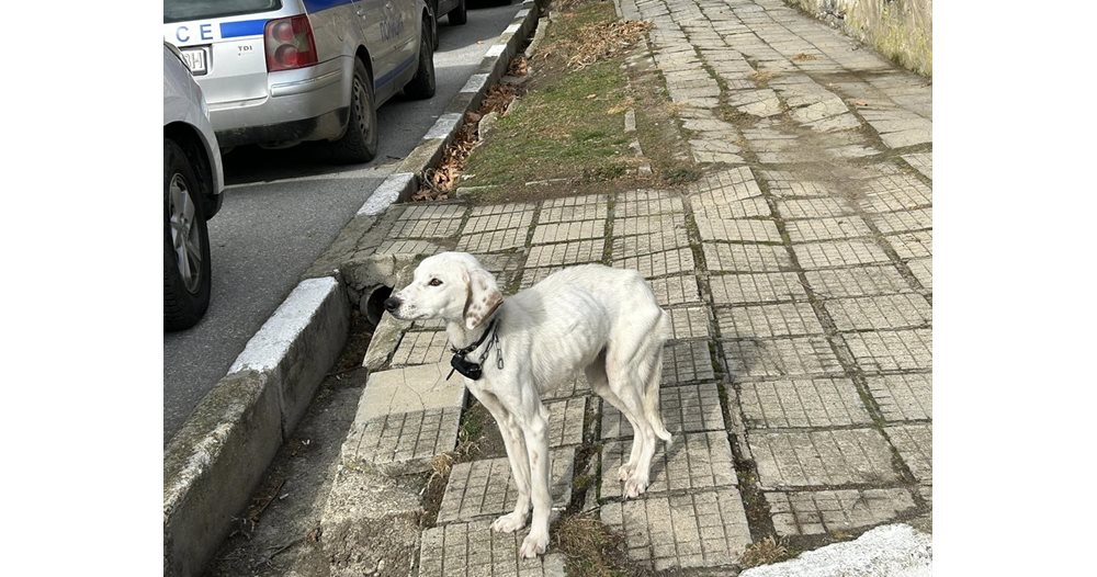 Missing Dog of Lost Bulgarian Boy Seeks New Home