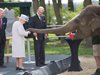 Слонове се развълнуваха от среща с Елизабет Втора (снимки)